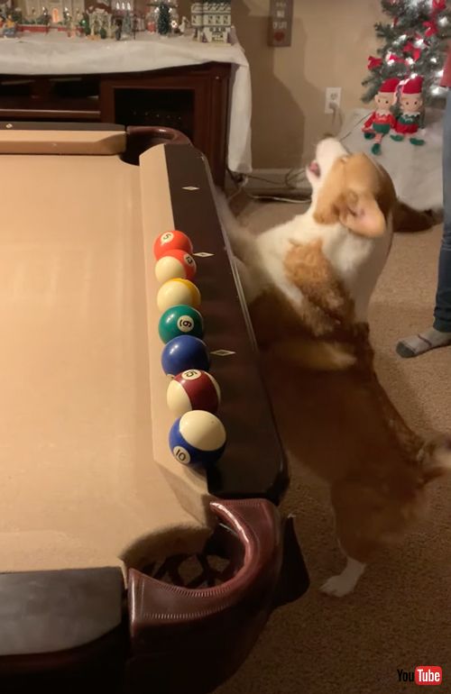 ビリヤードを楽しむワンコ