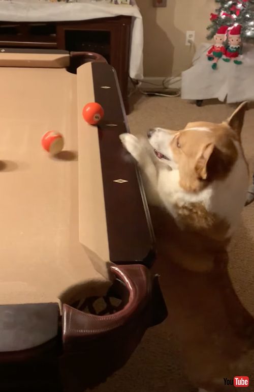 ビリヤードを楽しむワンコ