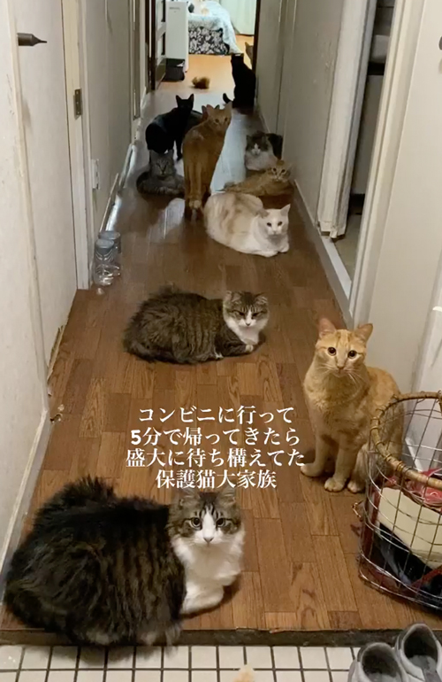 保護猫