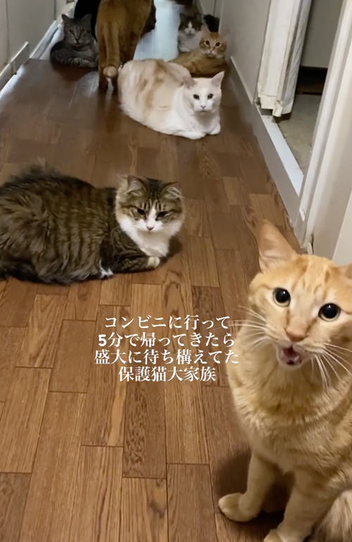 母に甘える猫