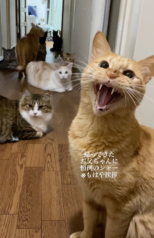 父には厳しい猫