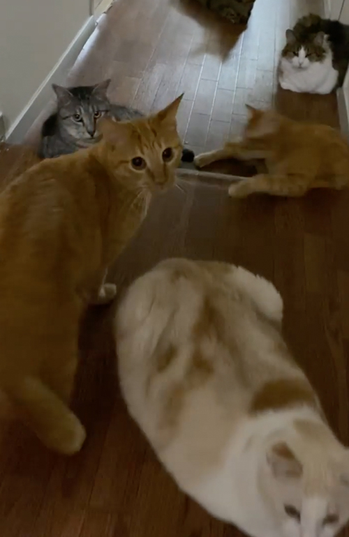 かわいい猫ちゃん