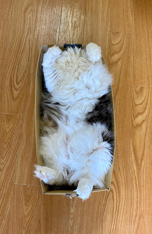箱入り猫