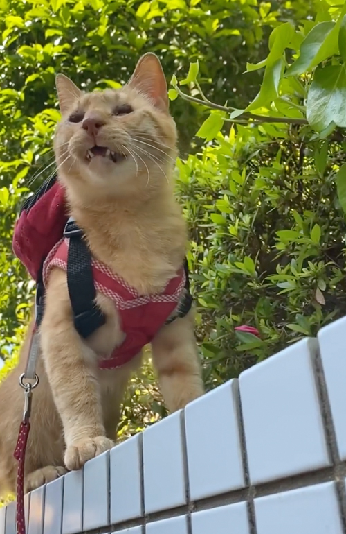 目の見えない猫ちゃん