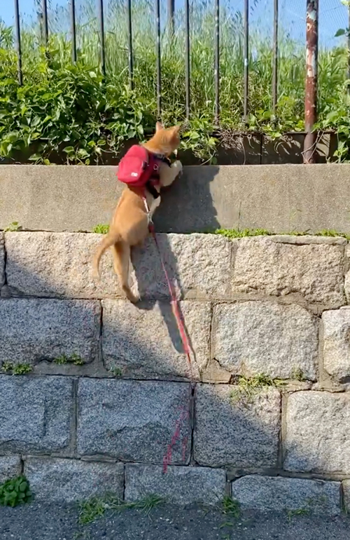 盲目の猫ちゃん