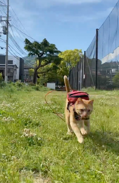 ダッシュする猫ちゃん