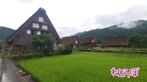 白川郷に到着。合掌造りの家、想像以上に大きい