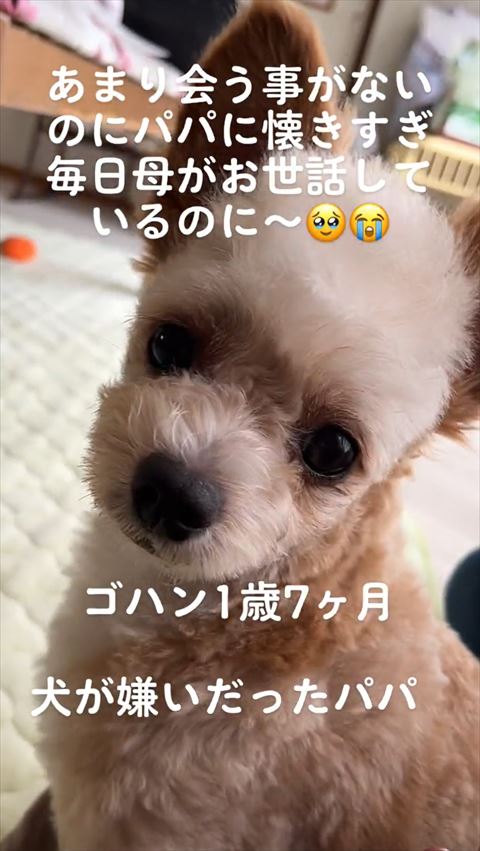 アップのワンコ