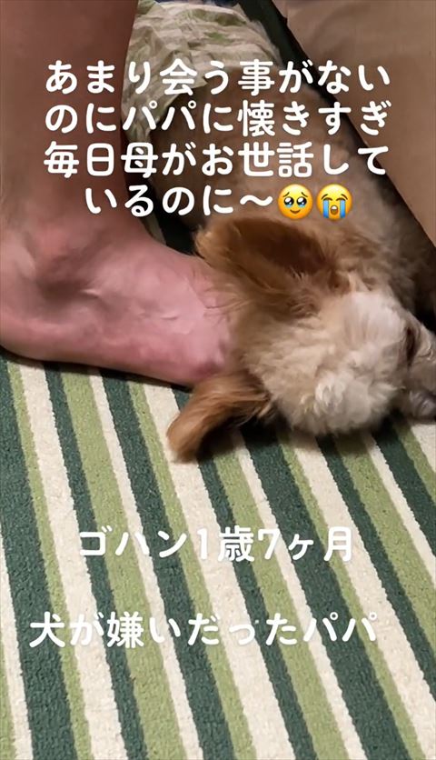パパさんの足の上