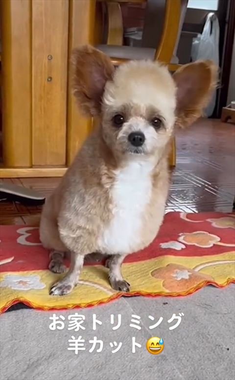 お座りしてるワンコ