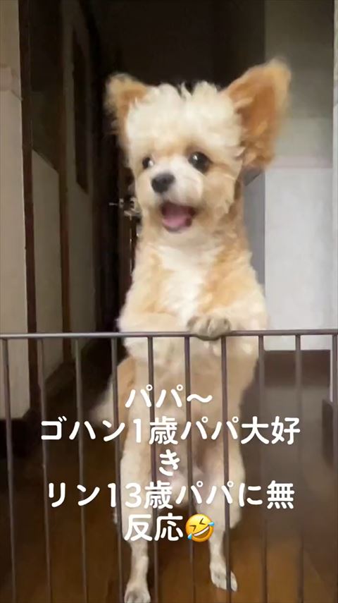 柵に笑顔でつかまり立ち