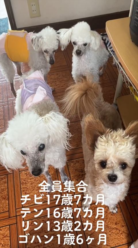 ワンコ集合