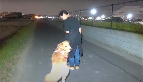 ゴールデンレトリバーがお散歩中