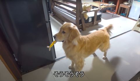 おもちゃくわえるゴールデンレトリバー