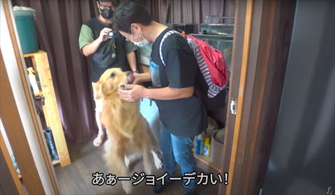 舌だして飛び跳ねてる