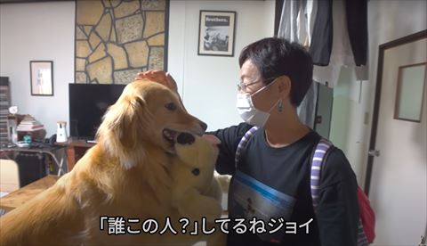 ぬいぐるみくわえてるゴールデンレトリバーの横顔