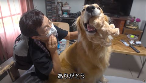 ぬいぐるみくわえるゴールデンレトリバーをのぞきこむおばあちゃん
