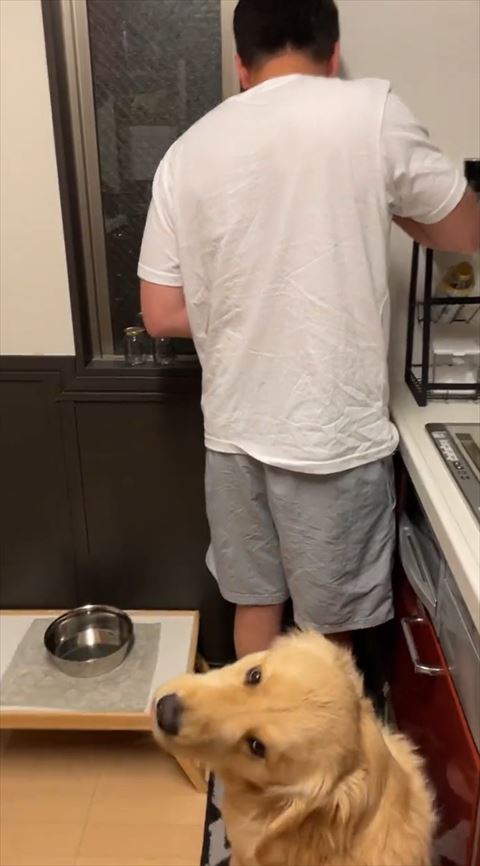 監視するワンコ