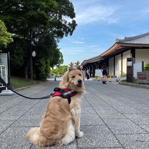 カチューシャつけた犬