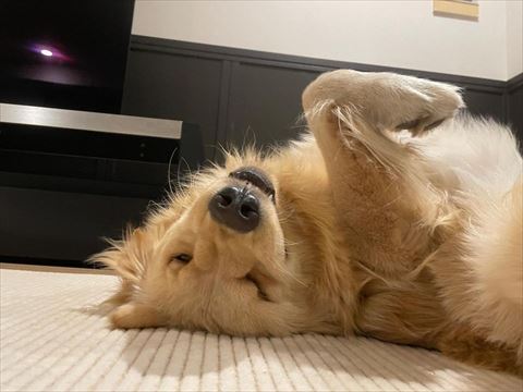 ゴロゴロしてるワンコ