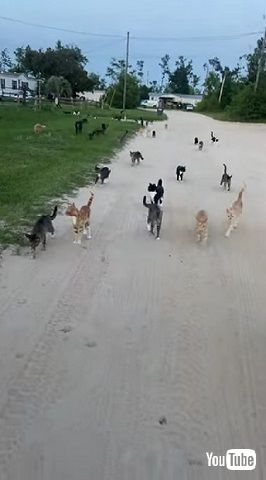 35匹の猫と散歩