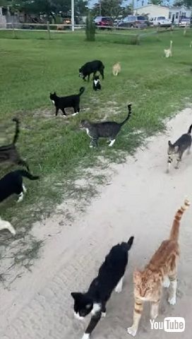 35匹の猫と散歩