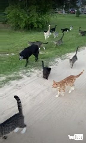 35匹の猫と散歩