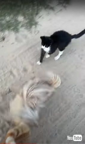 35匹の猫と散歩