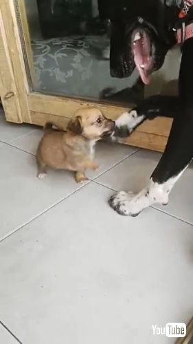 先住犬と新入り犬