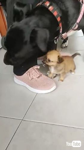 犬の初顔合わせ