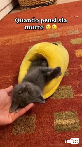 スリッパの中で寝ている子猫