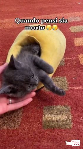 スリッパの中で寝ている子猫