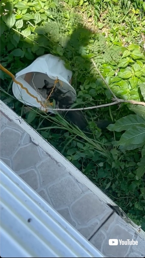 洗濯物かごに入る猫