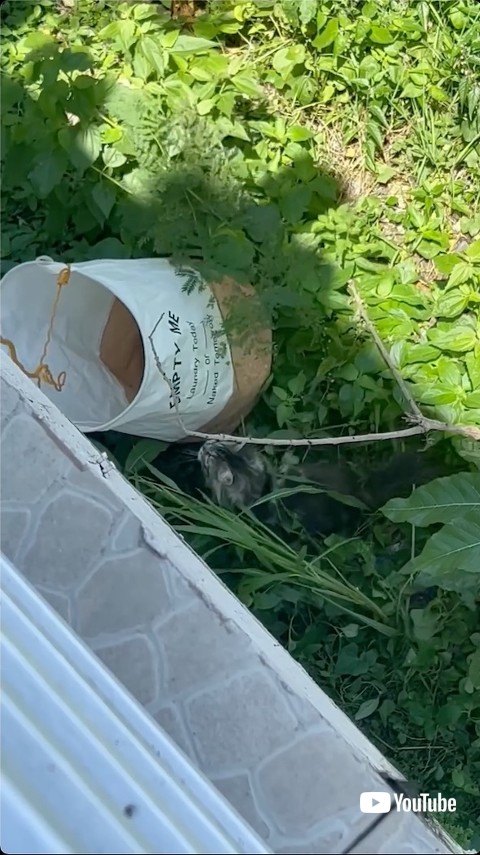 洗濯物かごに近づく猫