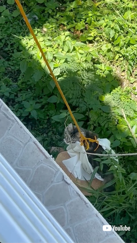 洗濯物かごに入った猫