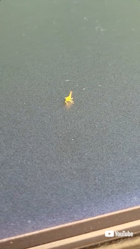 踊る虫