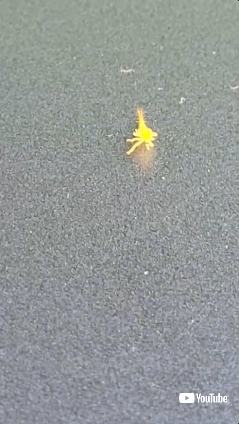 拡大された踊る虫