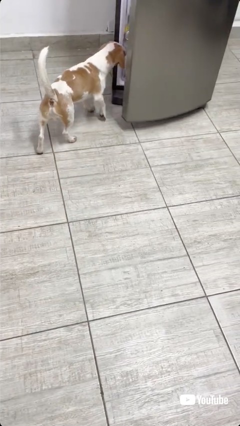 冷蔵庫を開ける犬