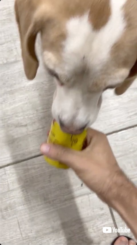 ビールを渡す犬