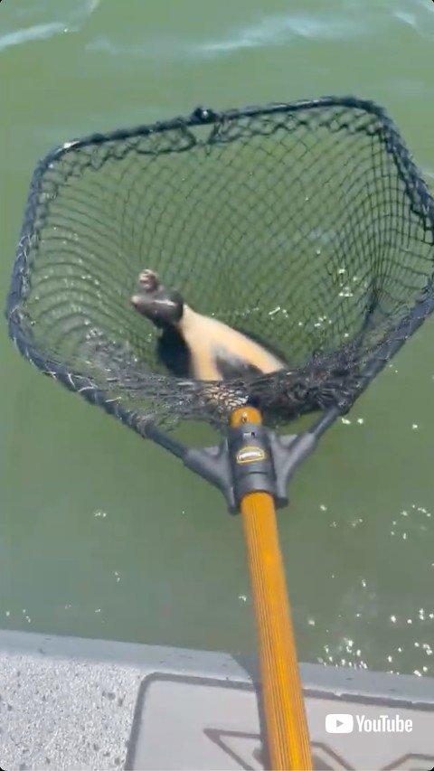 救助されたスカンク