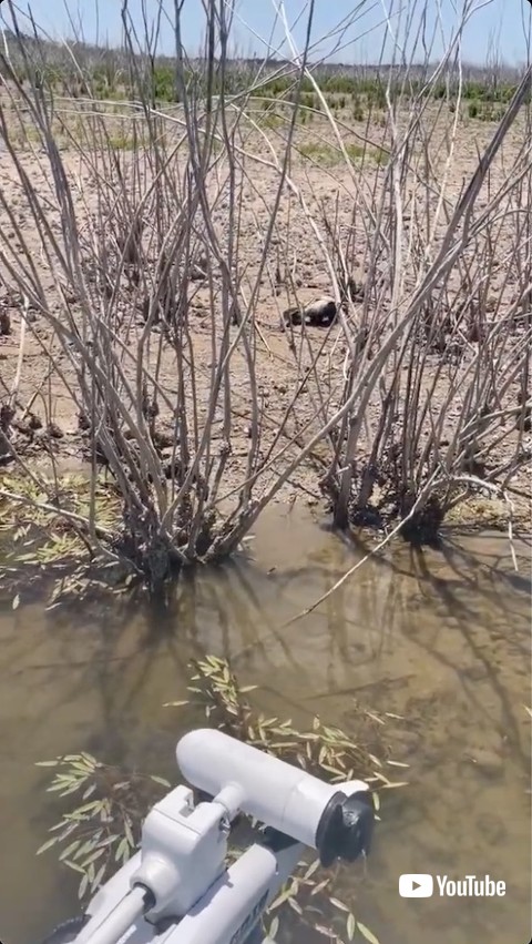 陸地に戻すスカンク
