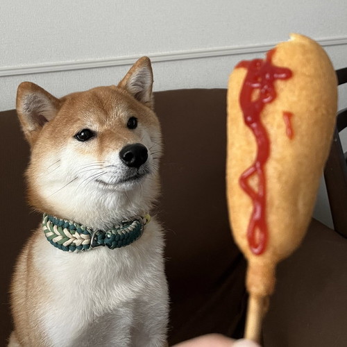 ホットドッグを見つめる犬