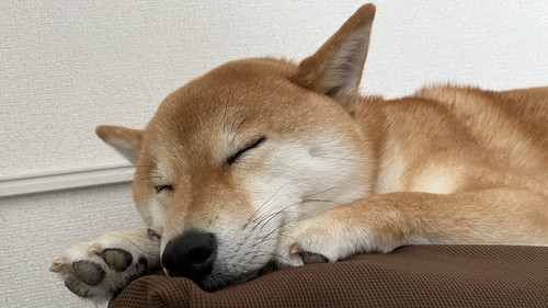 眠る犬