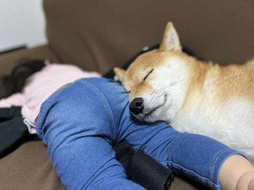 赤ちゃんと寝る犬