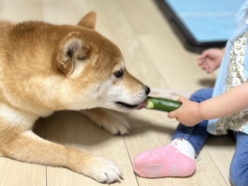きゅうりを食べる犬