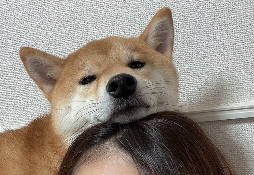 頭に乗る犬