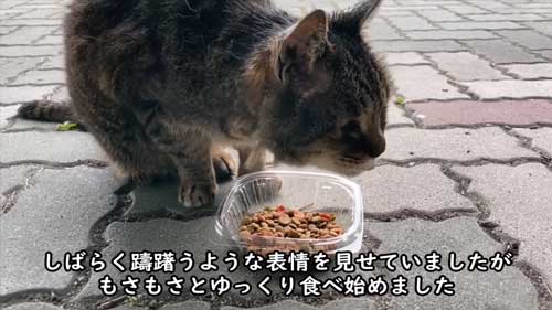 ご飯を食べる猫