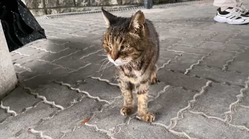 探している表情の猫