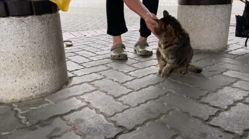 名前を呼ぶおばあちゃんと猫