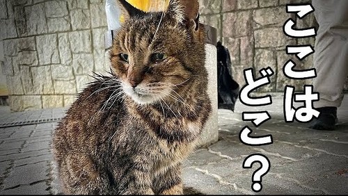 20歳の迷子猫が助けを求めてきて…… 飼い主と無事再会→抱っこ